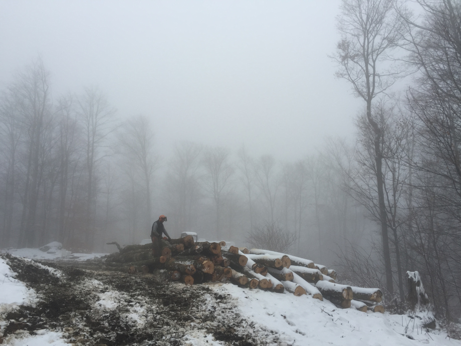 Vermont forest and timber work