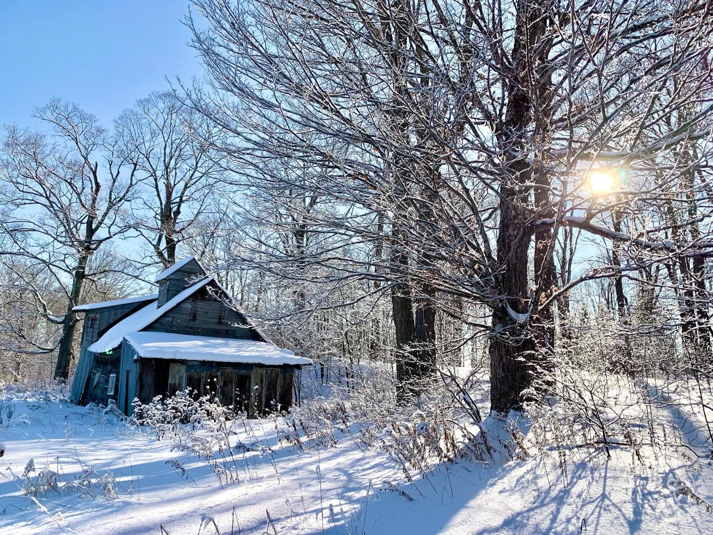 A weathered sugarhouse under fresh snow among bare maples, low winter sun through the branches