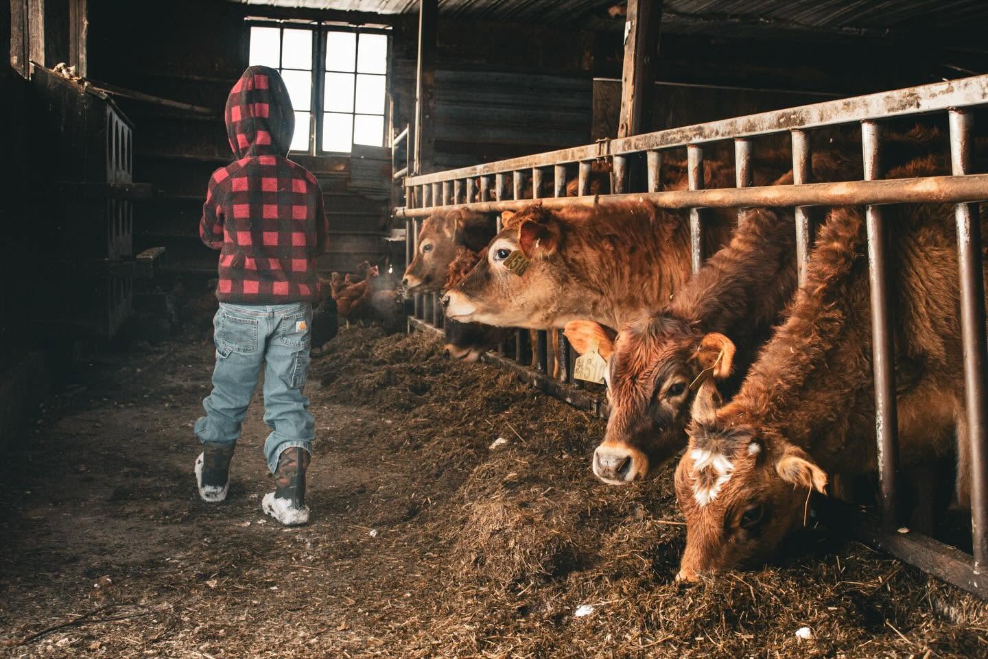 A child in a red-and-black plaid hoodie walks the feed alley of a tie-stall barn as Jersey cows reach through the stanchions for hay